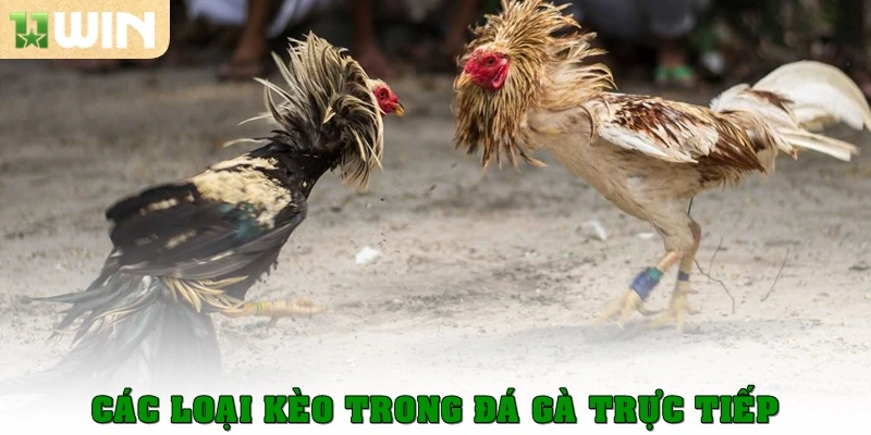 Các loại kèo ở trong đá gà trực tiếp