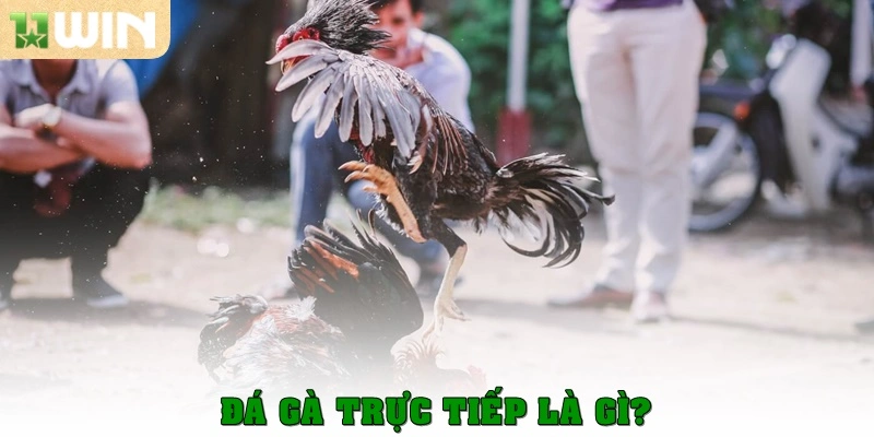 Đá gà trực tiếp là gì?