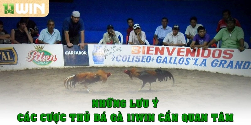 Những lưu ý các cược thủ đá gà 11WIN cần quan tâm